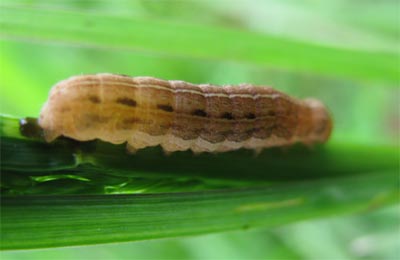 Larva di Pieridae?